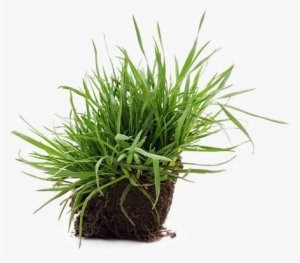 Healthier Crop - Sweet Grass