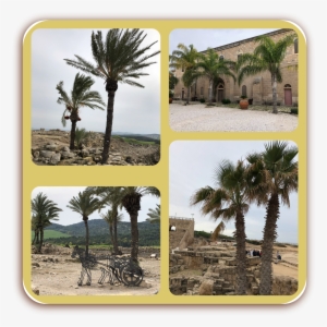 There Were So Many Beautiful Palm Trees In The Holy - Attalea Speciosa