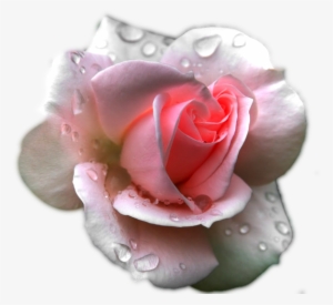 Image - Pink Rose In Rain