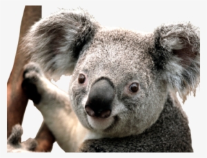 Koala Sticker - Koala Png