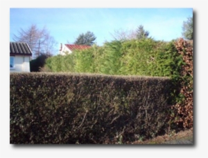We Can Offer A Regular Service Or Even Just A One-off - Hedge