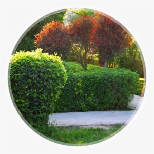 Hedging Plant - Quincy Outdoor Patio 5pc Set 50 Inch Round Fire Table