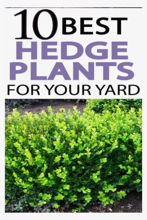 Check Out These Beautiful Hedge Plant Options - Hedge Plants