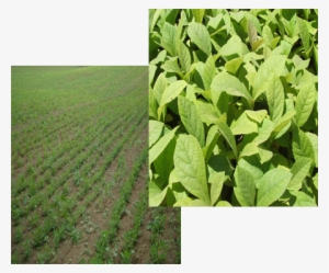 Welcome To Green Earth Developers - Green Earth