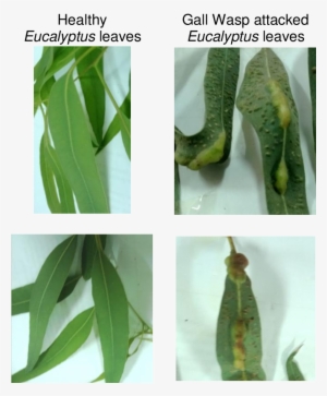 Eucalyptus Camaldulensis Leaves - Leptocybe Invasa