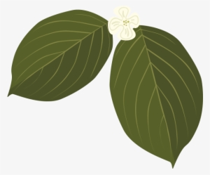 Dogwood - Flowering Dogwood