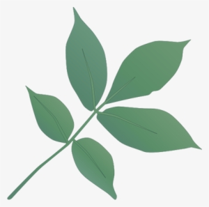 Ian Symbol Carya Ovata Leaves - Bay Laurel