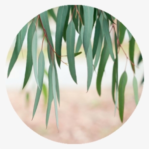 Eucalyptus Leaves - Eucalyptus Tree Tencel