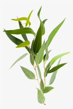Arborcarbon Services