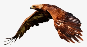 Soaring Eagle Png - Bird Of Prey Flying Animal Nature 24x18 Print Poster