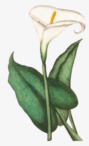 Blue Floral Clipart, Calla - Green Flowers In Transparent