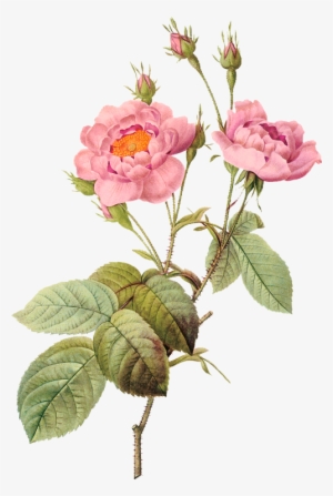 Flower Illustration By Pierre-joseph Redoute - Pierre Joseph Redoute Png