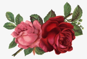Vintage Flower Illustration Png - Old Rose Informant By Brent C Dickerson