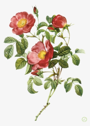 Flower Illustration By Pierre-joseph Redoute - Pierre Joseph Redoute Flowers