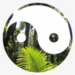 Tropical Tumblr Overlays