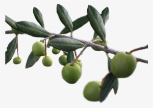 Olive Branch, V - Olive Png