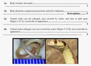 Differentiation Between Body Circular, Tail Rounded - Snakes