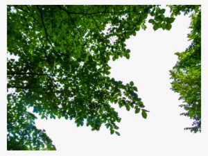 Branches, Ph, Islands, Texture, Plants, Island, Eggplant - Tree Branches Png Hanging