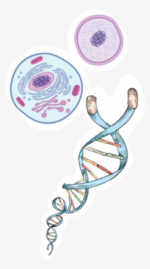 Vitaliv Telomere Photo