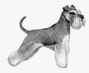 Miniature Schnauzer - B&w - Miniature Schnauzer Png