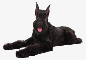 Giant Schnauzer - Black Giant Schnauzer