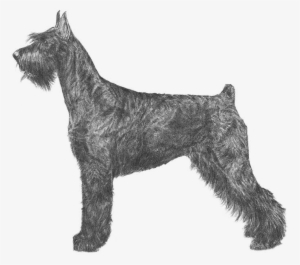 Giant Schnauzer Cousin Breed - Akc Giant Schnauzer