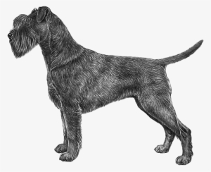 Schnauzer, Giant - Allevamento Del Caro Diavolo