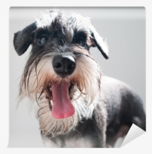 Miniature Schnauzer