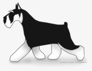 Picture - Standard Schnauzer