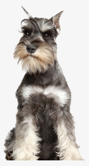Recommended For Dog Breeds - Miniature Schnauzers. The Ultimate Miniature Or Mini