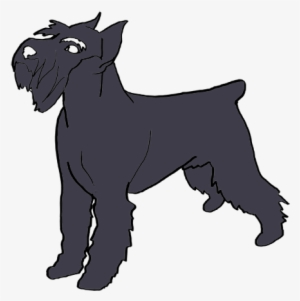 After That - Miniature Schnauzer