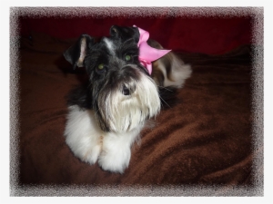 New Puppies Have Arrived - Schnauzer