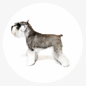 Miniature Schnauzer - Standard Schnauzer