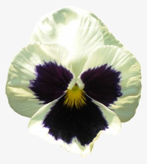 Pansy Flower 1 - Pansy