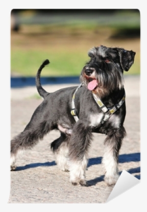 Zwergschnauzer Kaufen