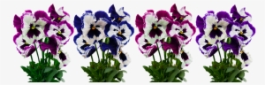 Flowers, Plant, Isolated, Pansy, Blossom, Bloom, Spring - Pansy Blossom