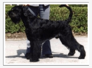 Welsh Terrier