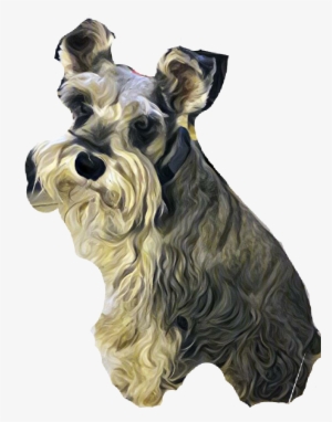 Report Abuse - Standard Schnauzer