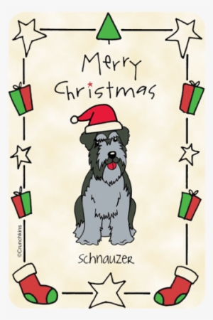 More Views - Standard Schnauzer