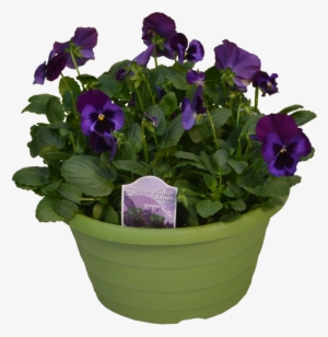 Scrumptious Pansies - Pansy