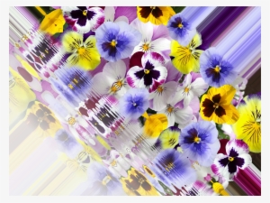 Pansy 400 500 Spring - Pansy