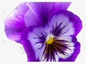 Pansies Are Tough! 15" Laptop Sleeve