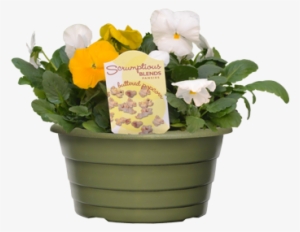 Scrumptious Pansies - Pansy