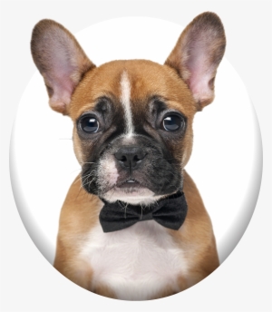 Barking Bubbles Mobile Pet Spa - French Bulldog In A Bow Tie