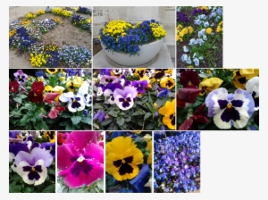 Garden Pansies Are Hybrids Derived In The 1800s From - Pansy