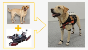 Rescue Dogs Perform Well In Finding Victims Within - Dog