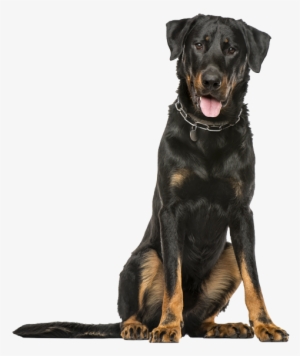 Beauceron Png