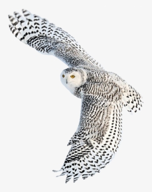 Snowy Owls Are Mostly White With Narrow, Sparse Brown - Snowy Owl Png