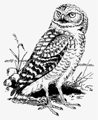 Snowy Owl Bird Great Horned Owl Burrowing Owl - Owl Black And White Png