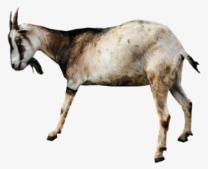 Animal Clip Art - Clip Art